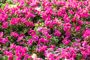Pink flower hollyhock