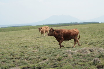 阿蘇の赤牛