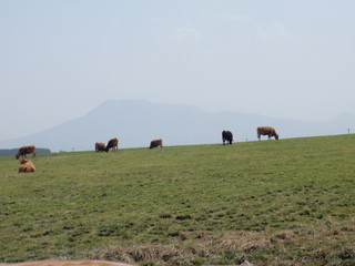 阿蘇の赤牛