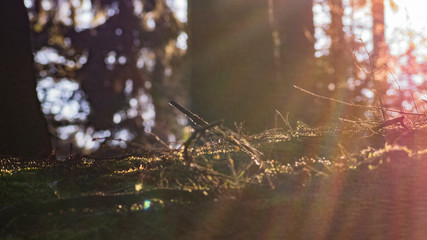 plants and moss in forest in sunrise