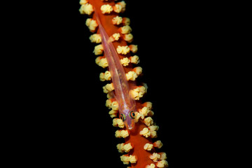 Goby auf Koralle im Meer Anilao, Philippinen