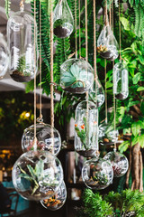 Decorated green plant in many forms of glass jars that hanging with rope from the ceiling with plants. Modern interior restaurant decoration and atmosphere.