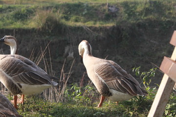 Picture of Ducks in Bangladesh