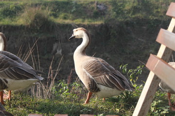 Picture of Ducks in Bangladesh