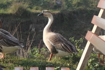 Picture of Ducks in Bangladesh
