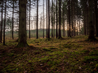 Naklejka premium Bavarian Forest view with green covered moss ground