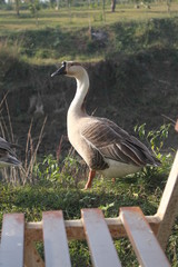 Picture of Ducks in Bangladesh