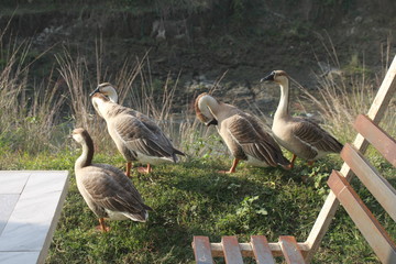 Picture of Ducks in Bangladesh