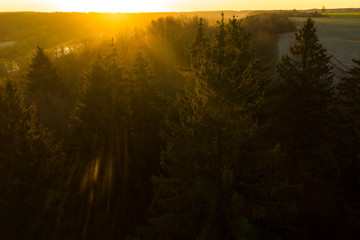 Aerial: sunrise above the spruce forest