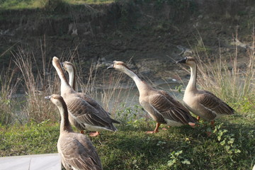 Picture of Ducks in Bangladesh