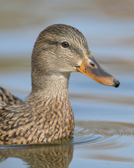 Female mallard duck closeup portrait on pond
