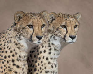 Pair of cheetahs posing close together against clean brown background
