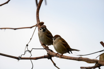 Two sparrows on vinegrape branch