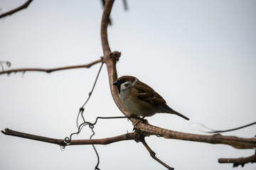 Lonely sparrow on a grapevine branch