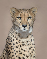 Cheetah closeup portrait against clean brown background