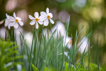 White narcissus fowers growing in summer park with green vegetation on blurred backround.