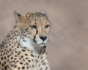 Cheetah closeup portrait against clean brown background
