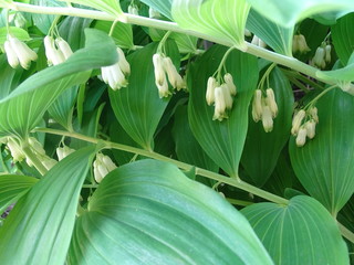 Closeup of blooming solomon's seal