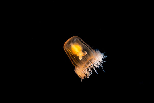Immortal Jellyfish bei Blackwater Tauchgang im Meer bei Anilao, Philippinen