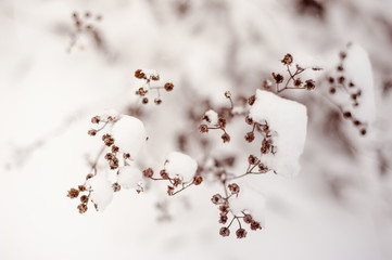 Fresh snow on the old grass in autumn and winter. Cold snap. Change of seasons. Cold