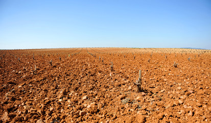  Viñedos de Extremadura en primavera, Denominación de Origen (D.O.) Ribera del Guadiana - Tierra...