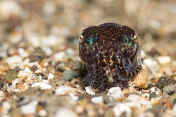 Bobtail Squid im Meer bei Anilao, Philippinen