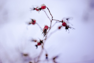 Wild rose berries hang on the bushes close up under the snow in winter