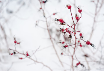 Wild rose berries hang on the bushes close up under the snow in winter
