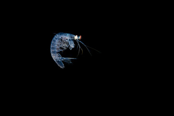 Mantis Shrimp bei Blackwater Tauchgang im Meer bei Anilao, Philippinen