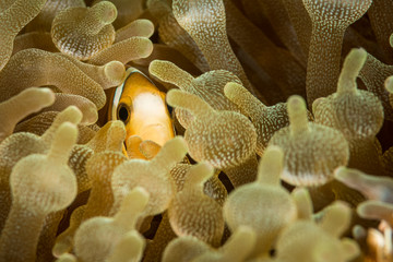 Clownfisch Nemo in Anemone bei Anilao, Philippinen