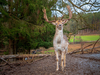 Free living wild animal in real Bavarian landscape