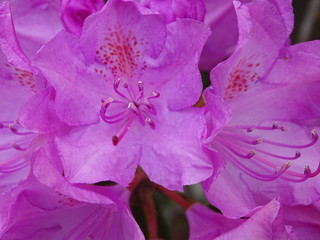 Closeup of large pink rhododendron flowers