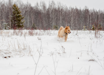 Red fluffy dog runs through the snow in the winter in the forest. Walking with a pet. Winter concept