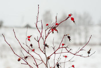 Wild rose berries hang on the bushes close up under the snow in winter