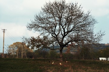 Autumn tree in fog in russian village.