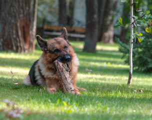 Dog German Shepherd plays with a wooden log on green grass. Beautiful Summer Outdoor Nature.