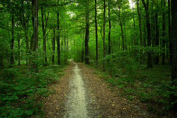 Fototapeta na wymiar Long path in a green deciduous forest