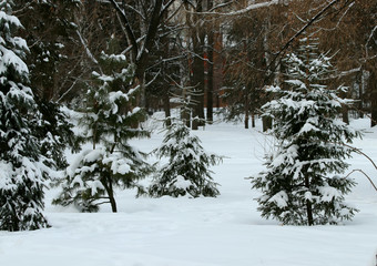forest in winter