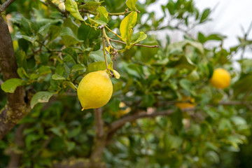 Zitronenbaum auf einer Finca in Mallorca