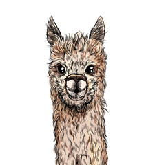 Cute alpaca portrait, full color sketch, vector © nurofina