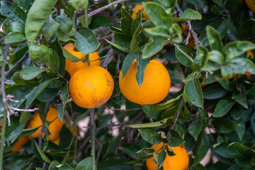 fruit at a mallorca orange tree
