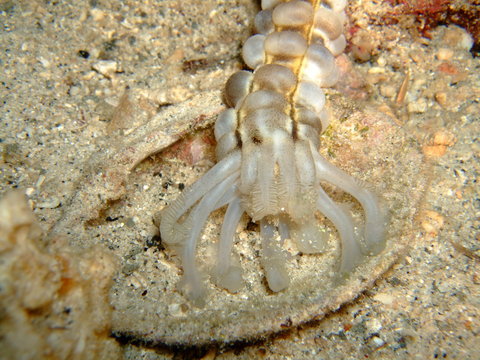 Head showing feeding tentacles of the sticky snake sea cucumber (Euapta godeffroyi), New Britain, Papua New Guinea