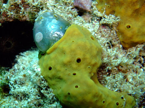 Sailor's eyeball (Valonia ventricosa) partially covered by an encrusting sponge, New Britain, Papua New Guinea