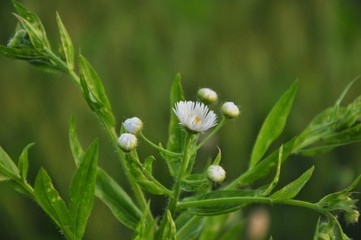 white flowers in the garden