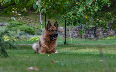 Dog German Shepherd lies on green grass. Beautiful Summer Outdoor Nature.