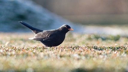 The blackbird (Turdus merula) is a songbird living throughout Europe and South Asia.
