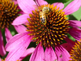 Bee on pink echinachea