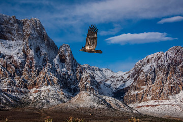 Bald Eagle (haliaeetus leucocephalus) Juvenile in Flight Over Snow-Dusted Mountains