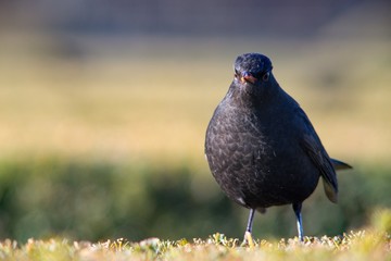 The blackbird (Turdus merula) is a songbird living throughout Europe and South Asia.