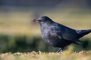 The blackbird (Turdus merula) is a songbird living throughout Europe and South Asia.